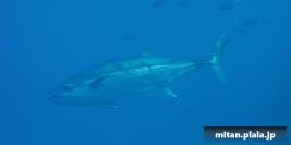 2000-09-22 けらま