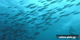 2001-11-23 けらま