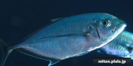 2002-12-28 けらま