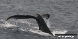 2003-03-22 けらま