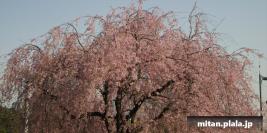 2004-04-01 千鳥ヶ淵