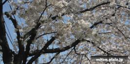 2005-04-09 立会街道