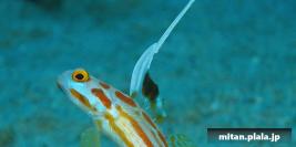 2007-03-04 けらま