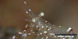 2008-12-27 けらま