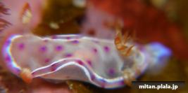 2009-03-21 けらま