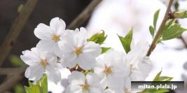 2009-04-04 立会街道