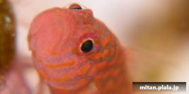 2009-09-05 けらま