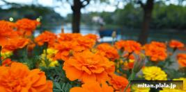 2010-10-23 立会街道、洗足池公園