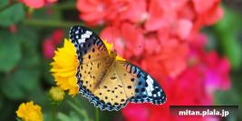 2011-10-15 立会街道、洗足池公園