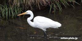 2012-02-03 洗足池公園