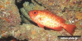 2012-03-25 けらま