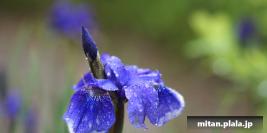 2012-05-04 洗足池公園