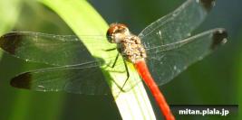 2012-07-25 大手町、立会街道