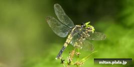 2012-08-04 洗足池公園