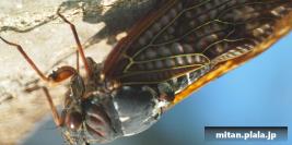 2012-08-11 多摩川