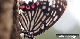 2012-08-24 大倉山公園