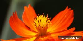 2012-09-08 立会川、碑文谷、目黒