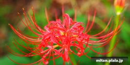 2012-09-17 根川緑道、矢川緑地