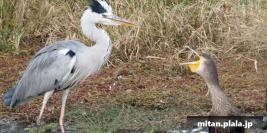 2012-10-06 東京港野鳥公園・つばさ公園