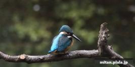 2012-10-08 石神井公園