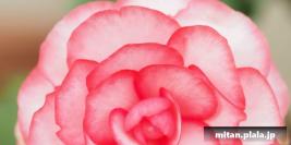 2012-11-10 神代植物公園