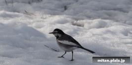 2013-01-17 大手町