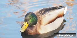 2013-01-19 行徳野鳥の楽園