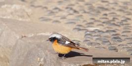 2013-02-16 井の頭公園