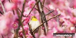 2013-03-02 小石川植物園