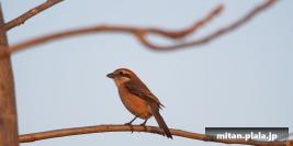 2013-03-09 多摩川