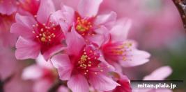 2013-03-10 立会街道