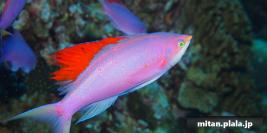 2013-03-16 けらま