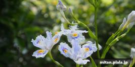 2013-04-13 多摩川