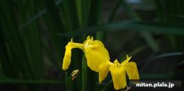 2013-05-12 谷戸山公園、相模川