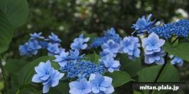 2013-06-29 高幡不動、平山城址公園