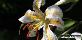 2013-07-06 目黒、六本木