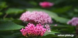 2013-07-07 東高根森林公園