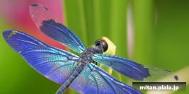 2013-07-20 舎人公園、西新井大師