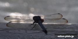 2013-07-28 新治市民の森