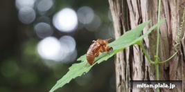 2013-08-04 三保市民の森