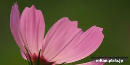 2013-08-10 四季の森公園