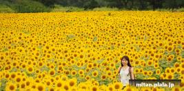 2013-08-24 座間ひまわりまつり