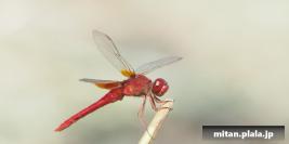 2013-08-31 新横浜公園、岸根公園