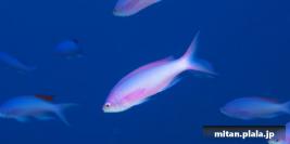 2013-09-21 けらま