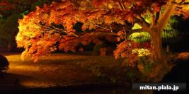 2013-11-23 小石川後楽園、六義園