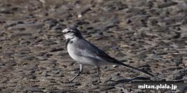 2013-11-30 多摩川