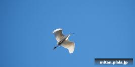 2013-12-22 東京港野鳥公園