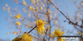 2014-01-18 府中郷土の森博物館
