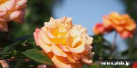 2014-05-10 京成ばら園