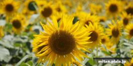 2014-07-27 座間ひまわりまつり